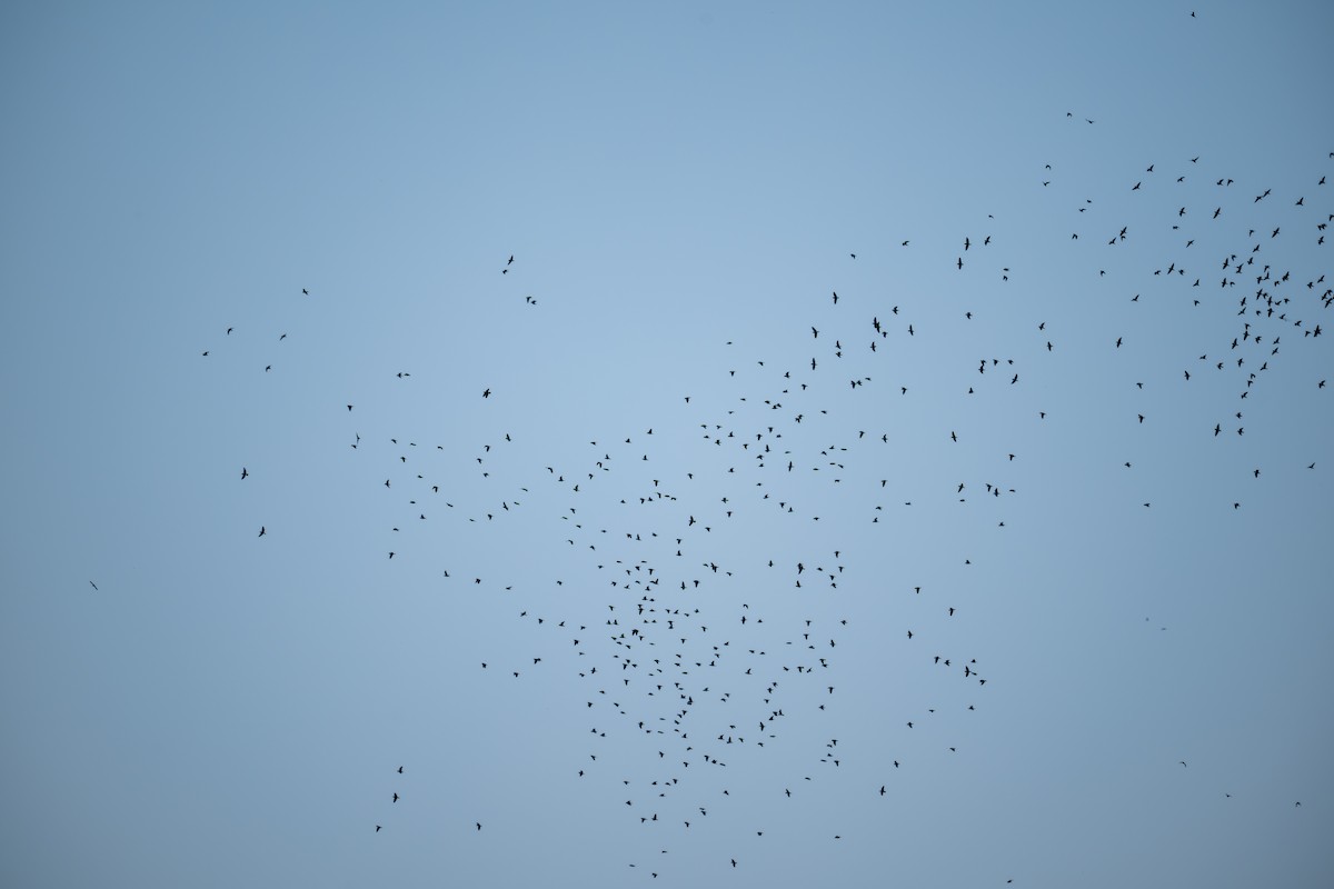 Cobalt-winged Parakeet - ML643557437