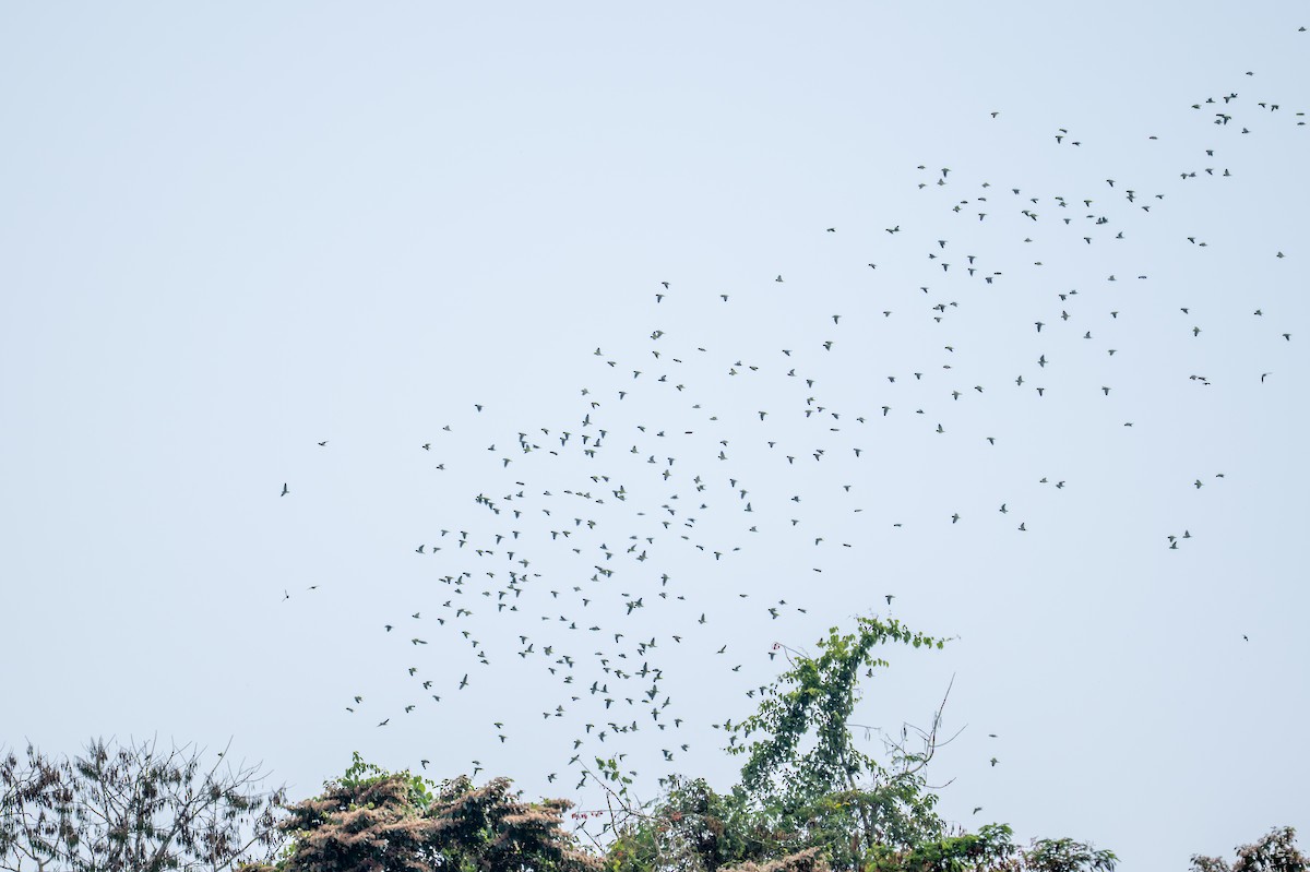 Cobalt-winged Parakeet - ML643557438