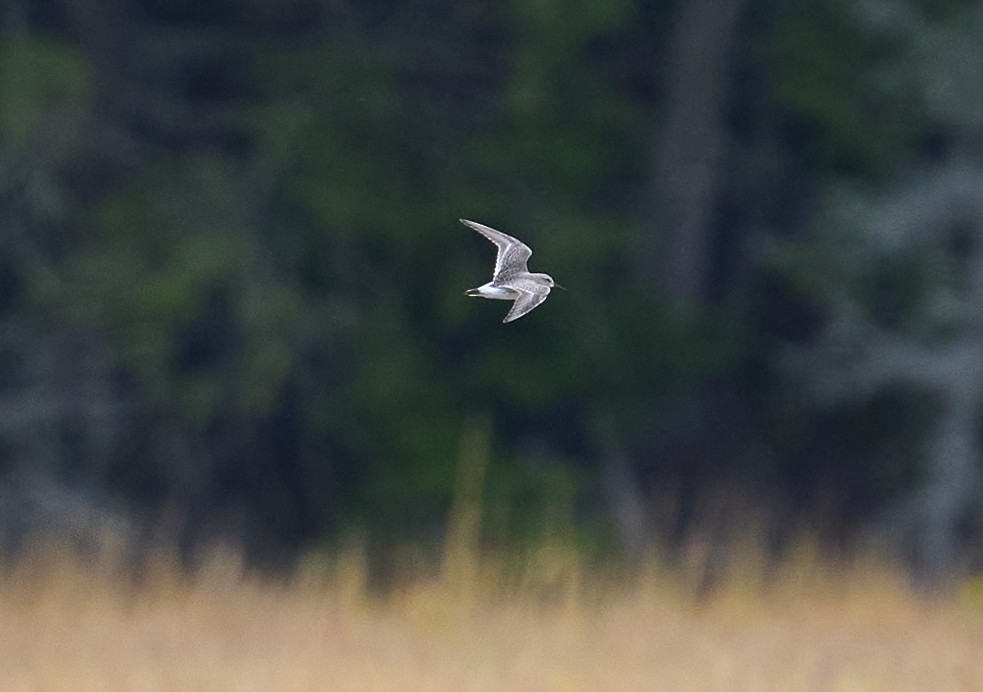 White-rumped Sandpiper - ML643557439
