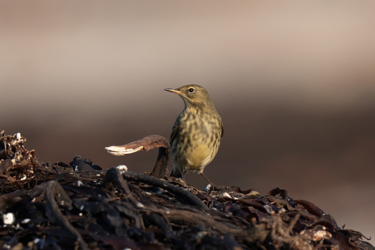 Rock Pipit - ML643557468