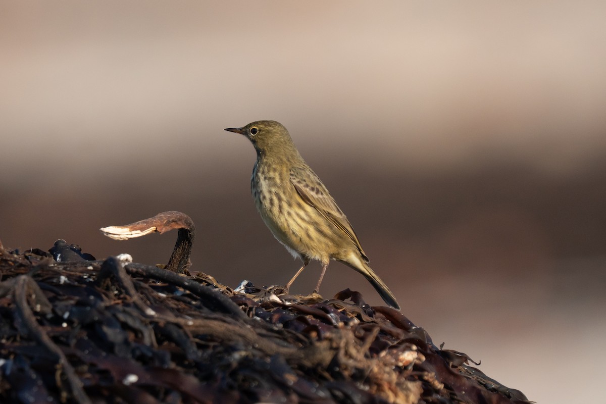 Rock Pipit - ML643557469
