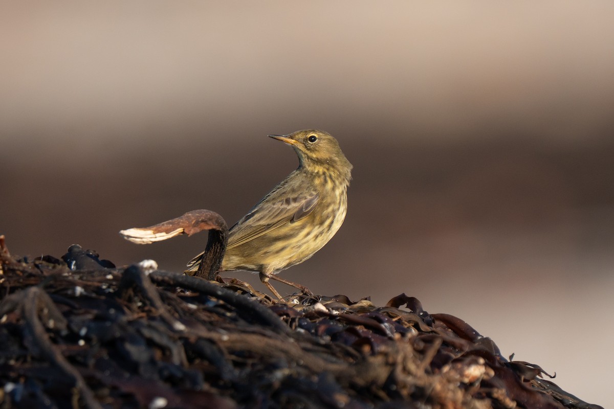 Rock Pipit - ML643557470