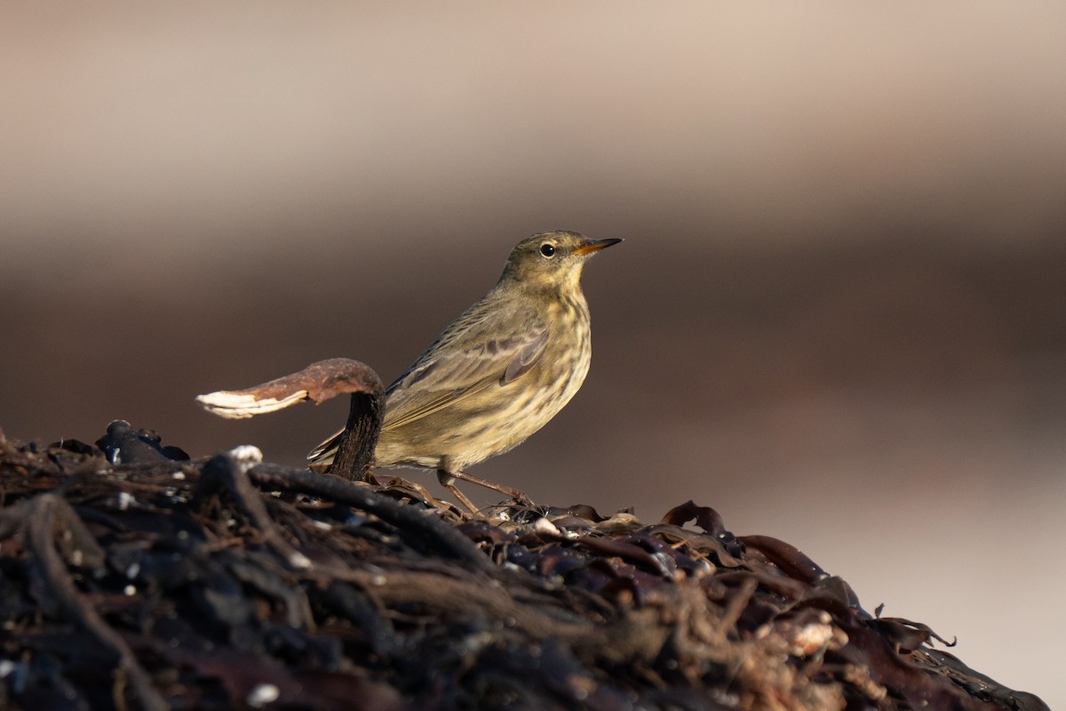 Rock Pipit - ML643557471