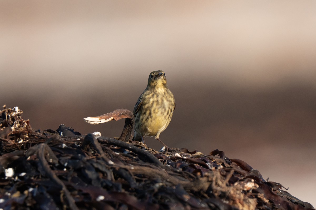 Rock Pipit - ML643557472