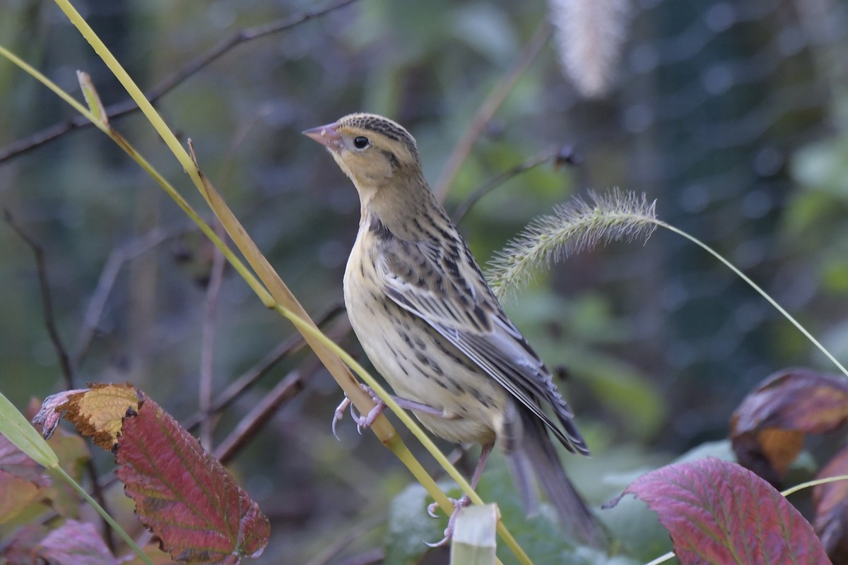 Bobolink - ML643557477