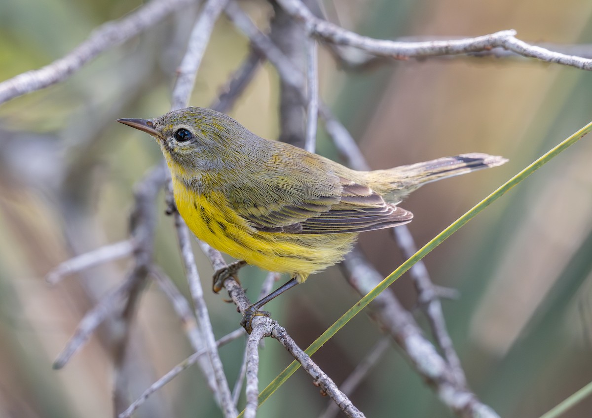 Prairie Warbler - ML643557492