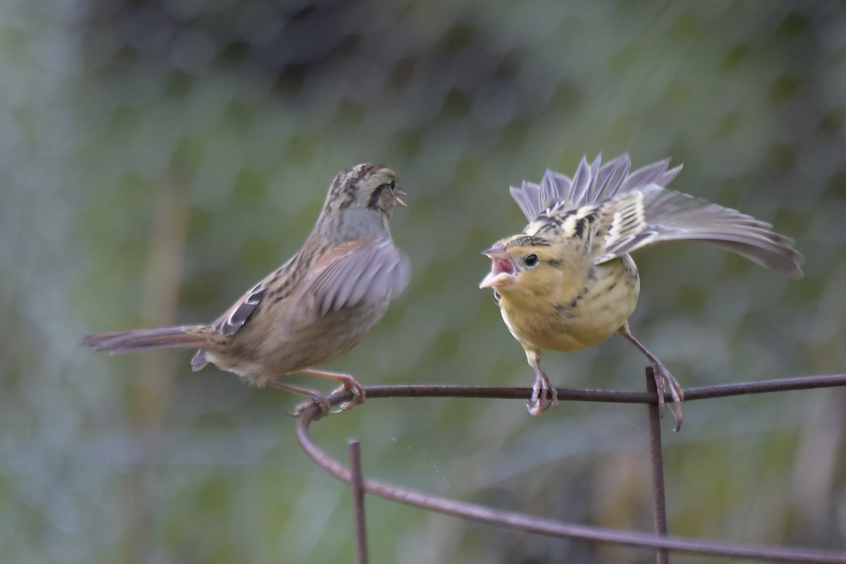 Bobolink - ML643557499
