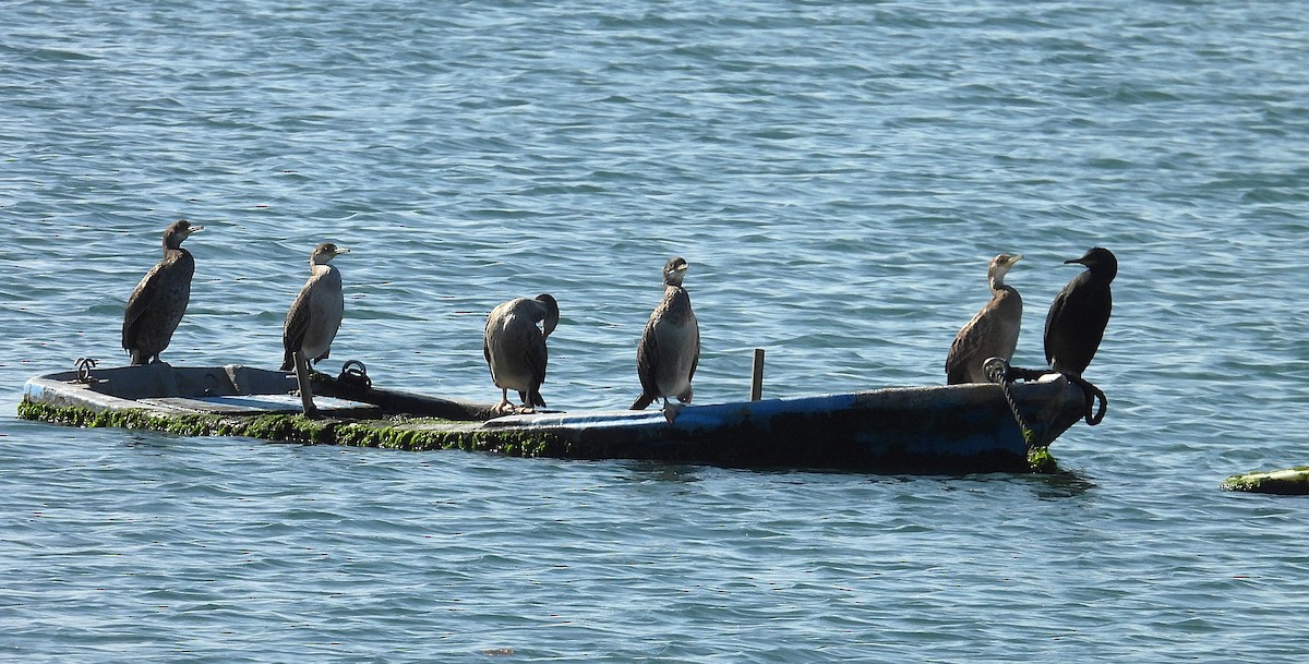 European Shag - ML643557500