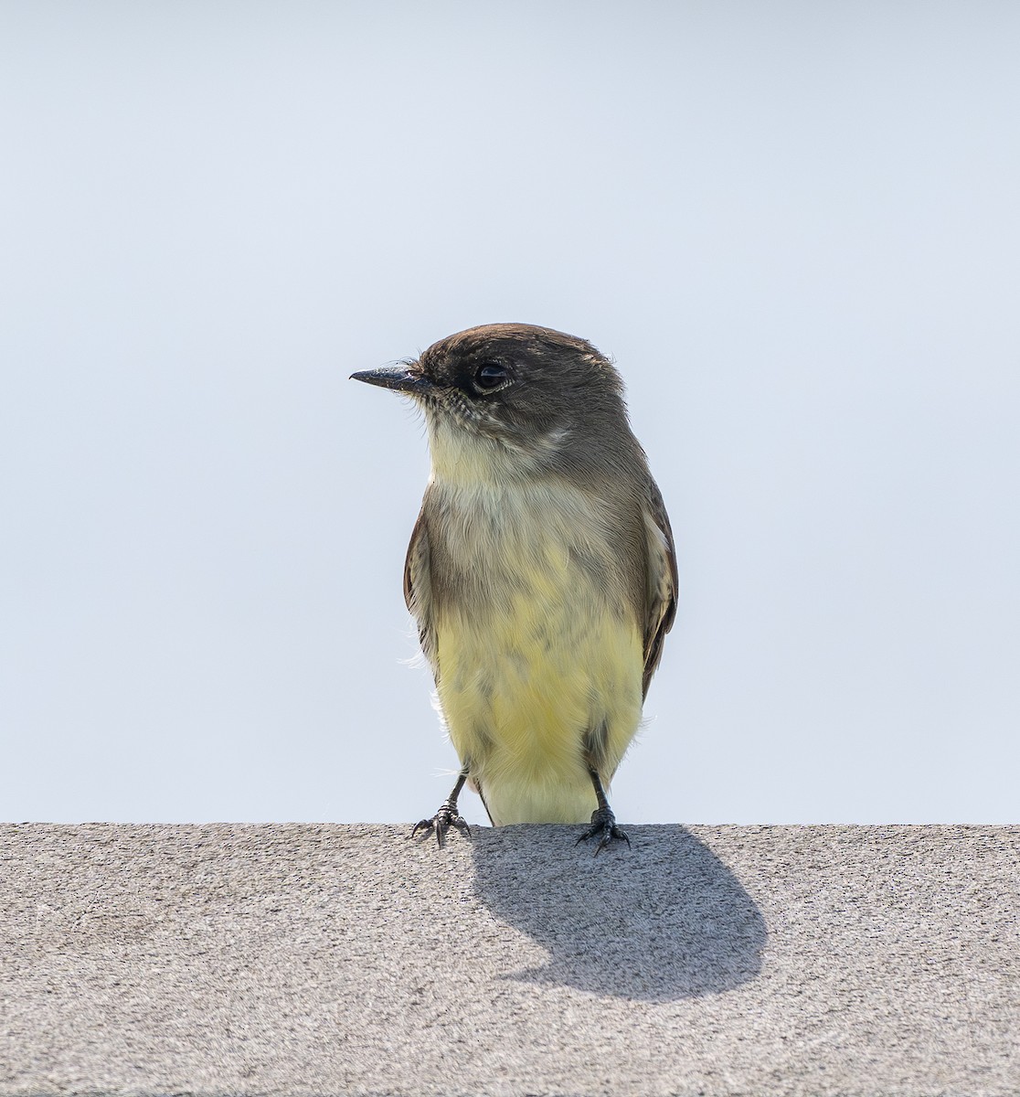 Eastern Phoebe - ML643557510