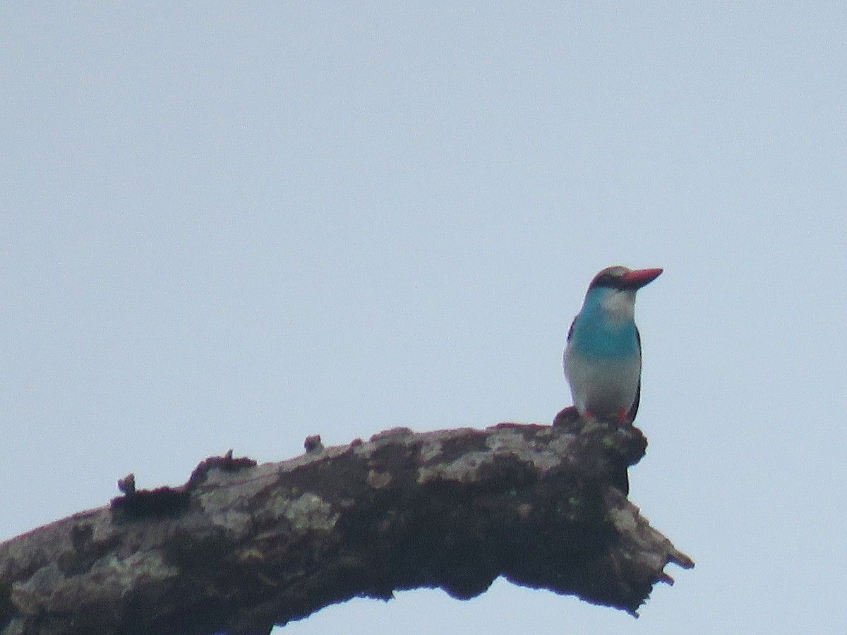 Blue-breasted Kingfisher - ML643557513