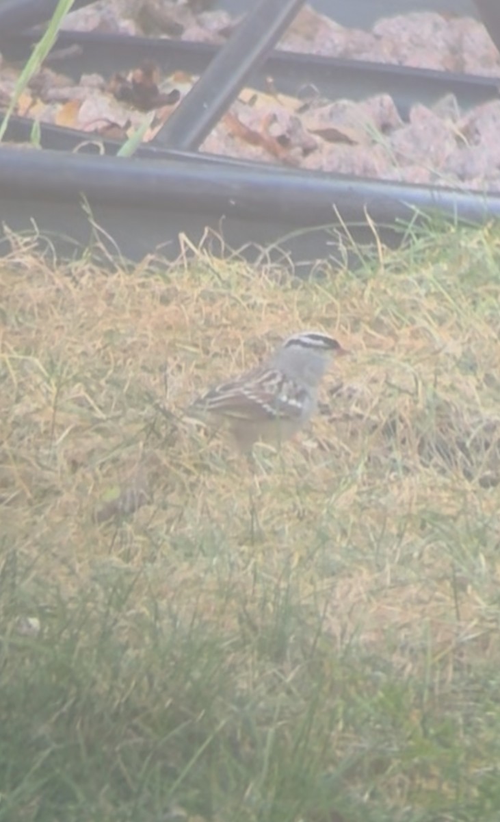 White-crowned Sparrow (leucophrys) - ML643557515