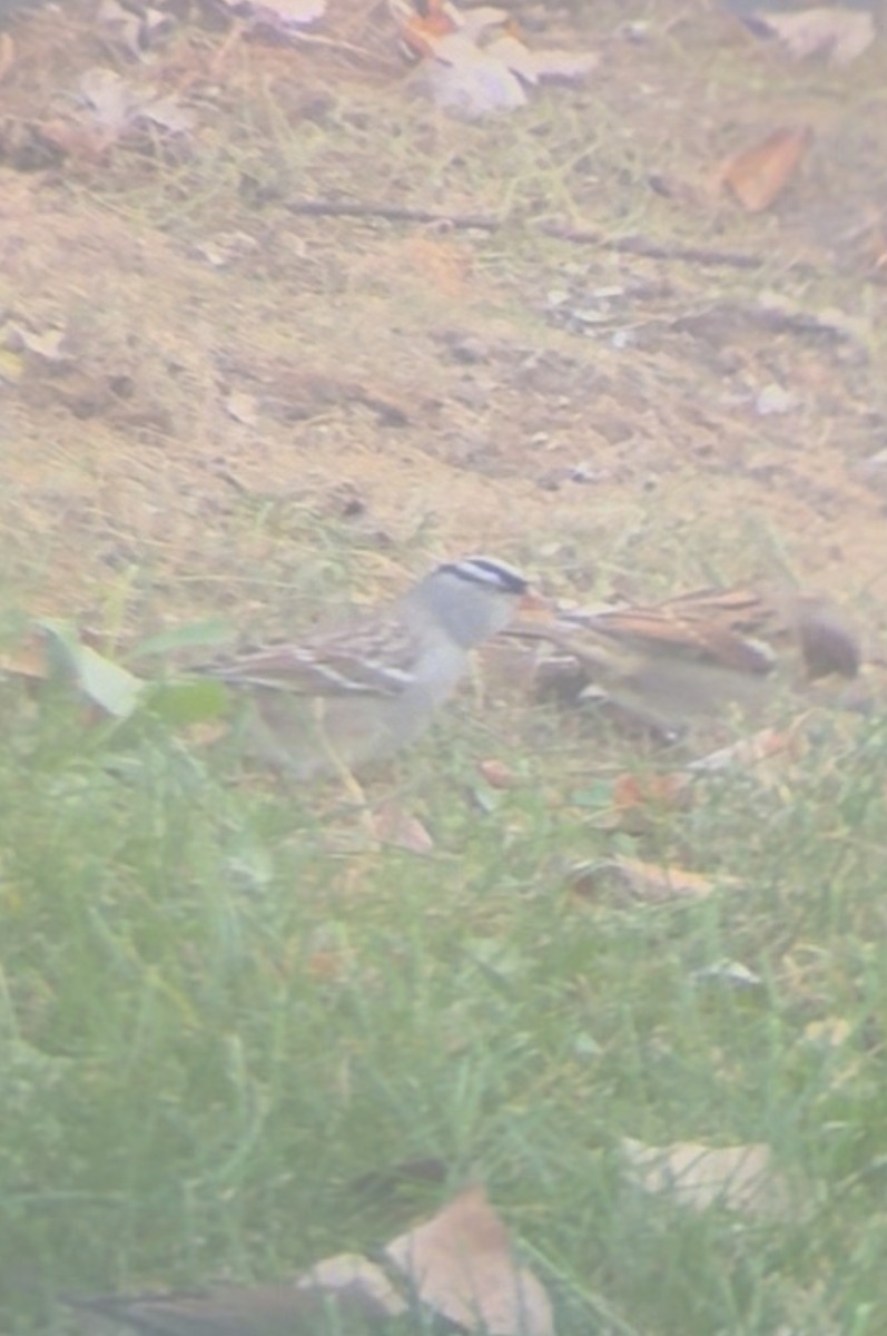 Бруант білобровий (підвид leucophrys) - ML643557516