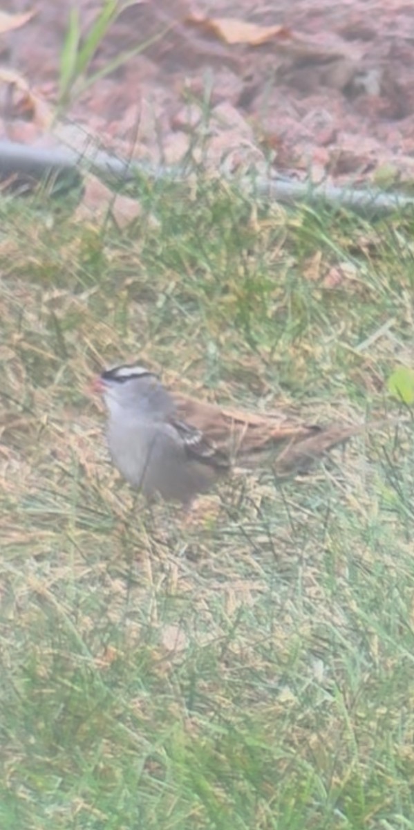 White-crowned Sparrow (leucophrys) - ML643557517