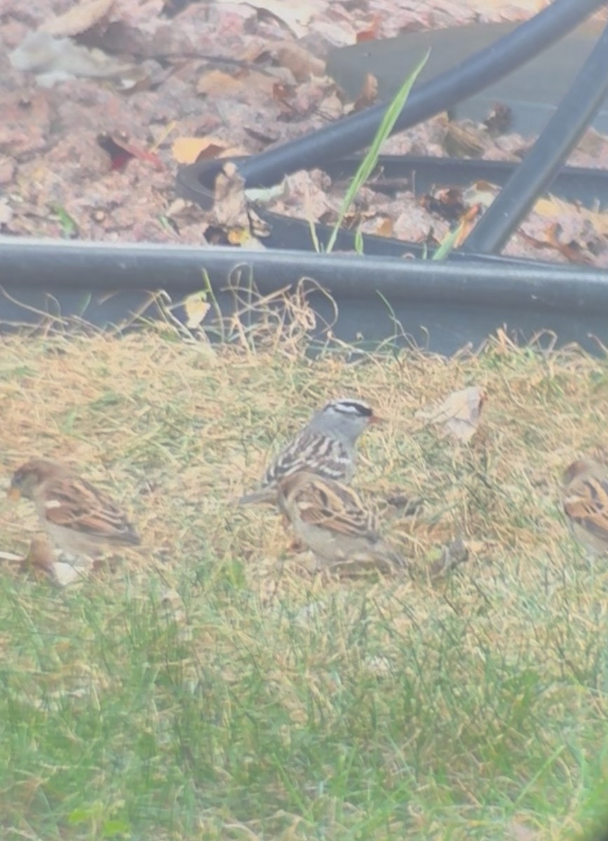 White-crowned Sparrow (leucophrys) - ML643557519