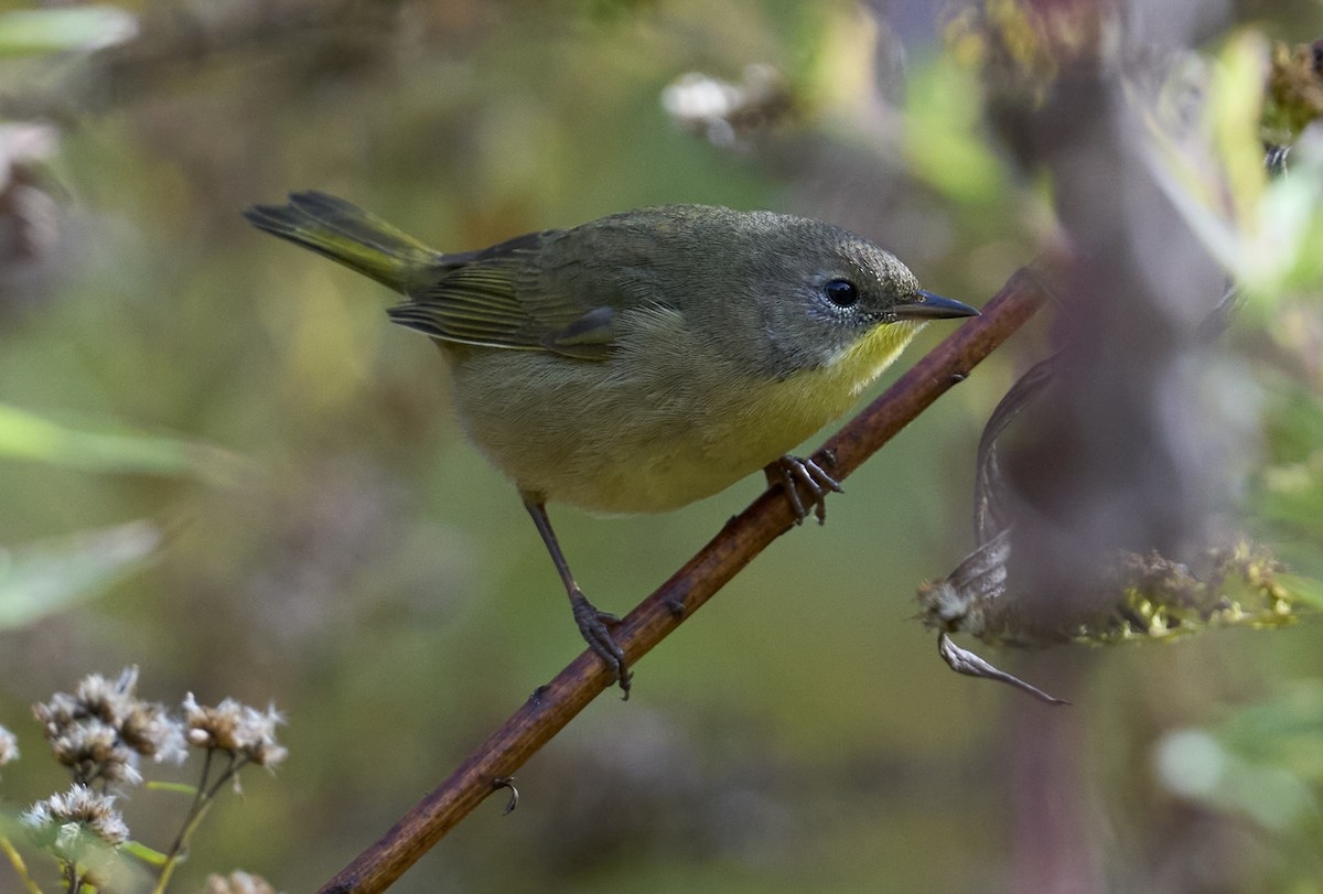 Common Yellowthroat - ML643557523