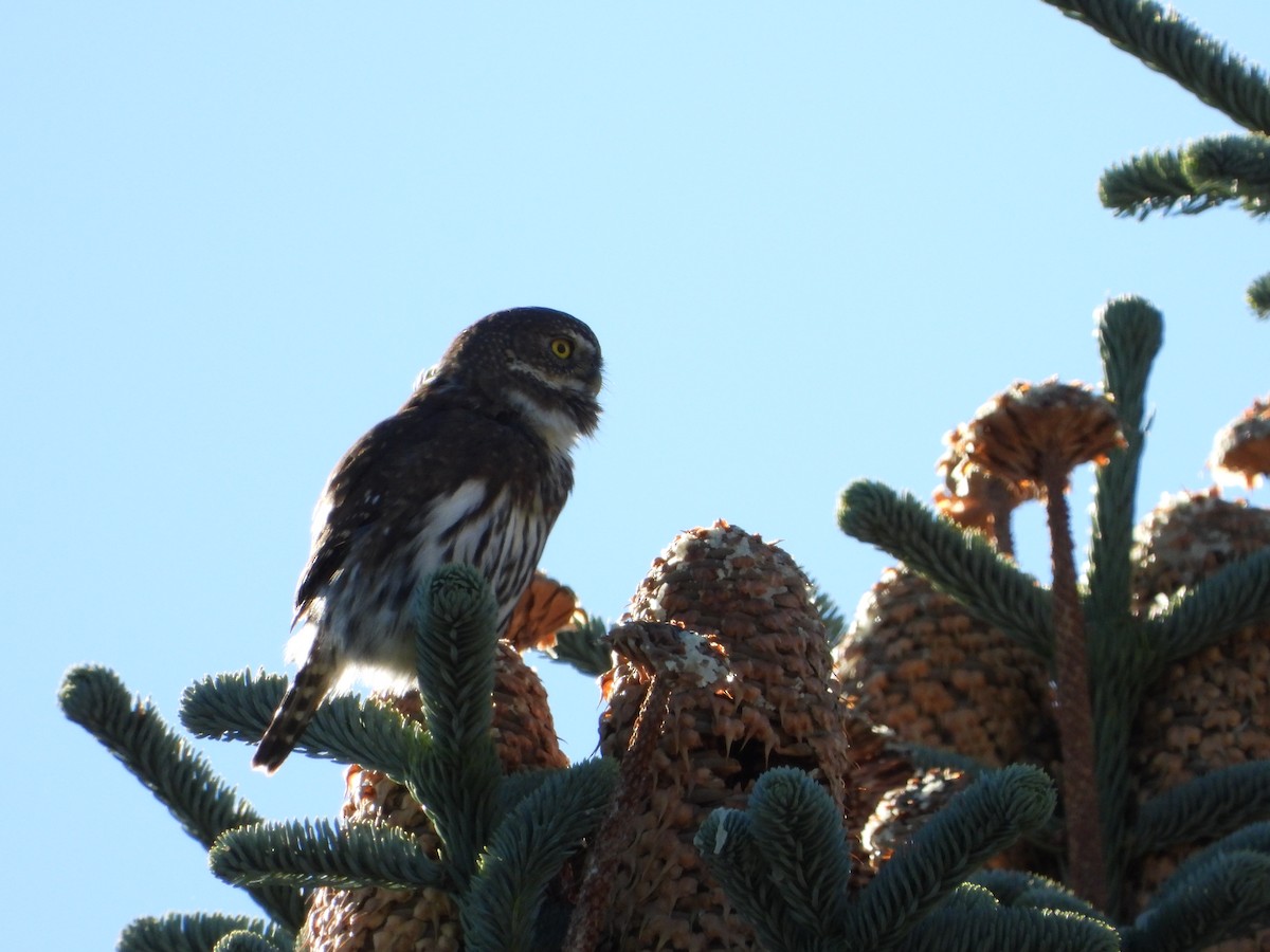 Northern Pygmy-Owl - ML643557524