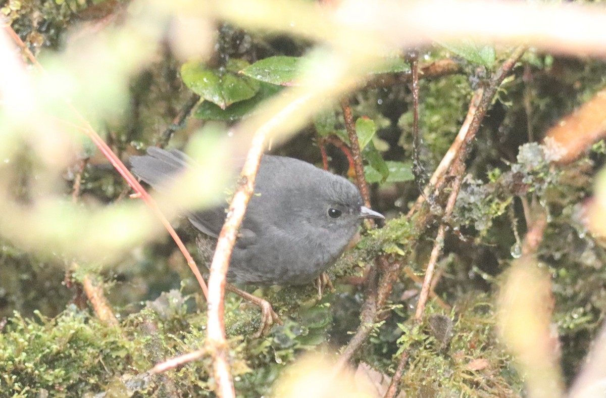 Loja Tapaculo - ML643557525