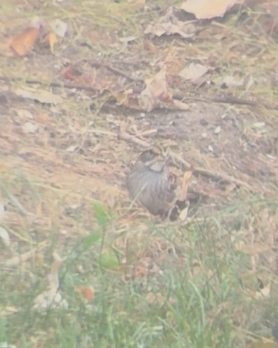 White-throated Sparrow - ML643557526