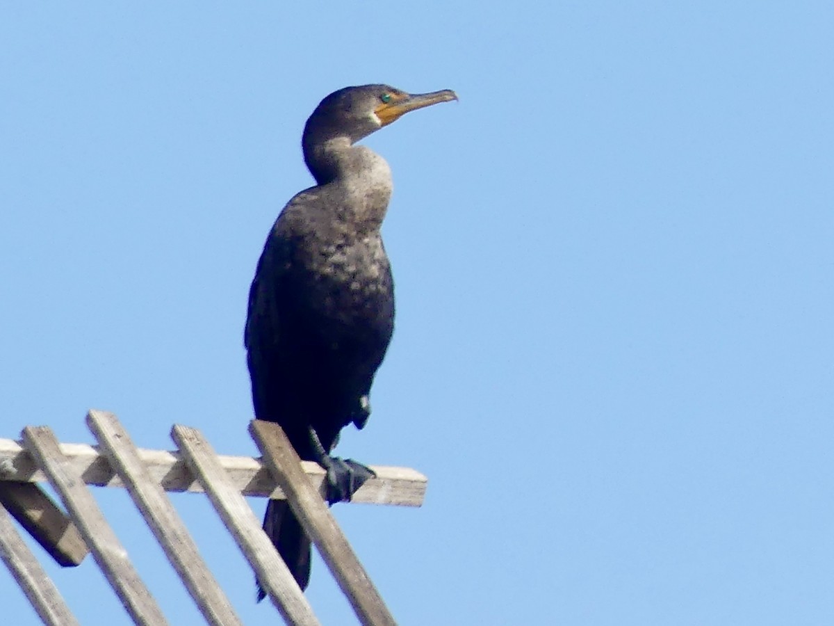 Neotropic Cormorant - ML643557527