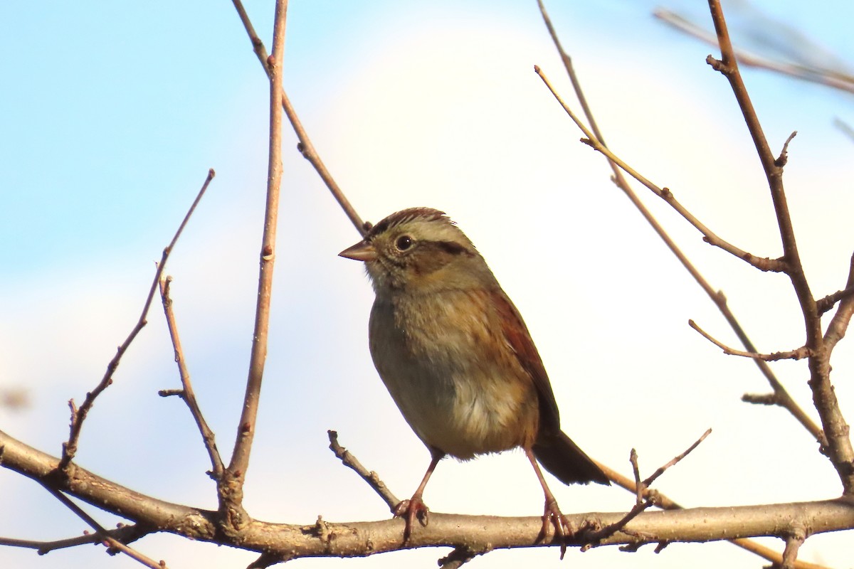 Swamp Sparrow - ML643557528
