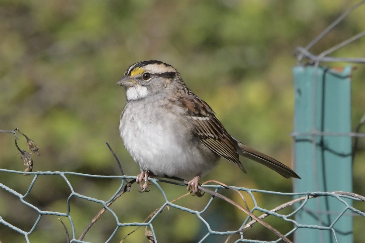 White-throated Sparrow - ML643557530