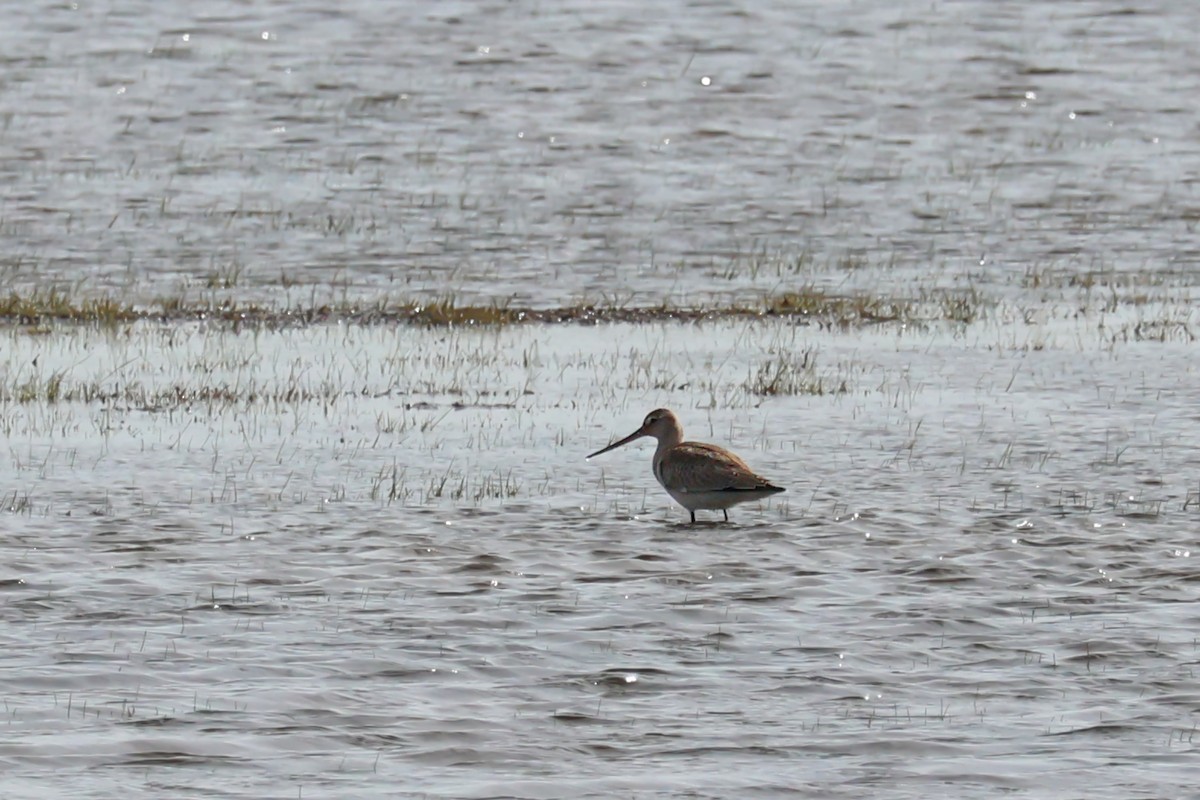 Hudsonian Godwit - ML643557531