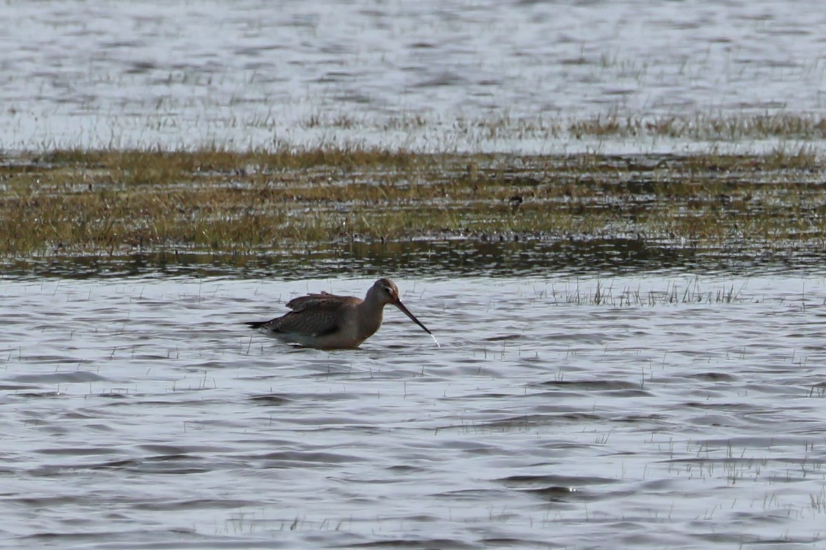 Hudsonian Godwit - ML643557532