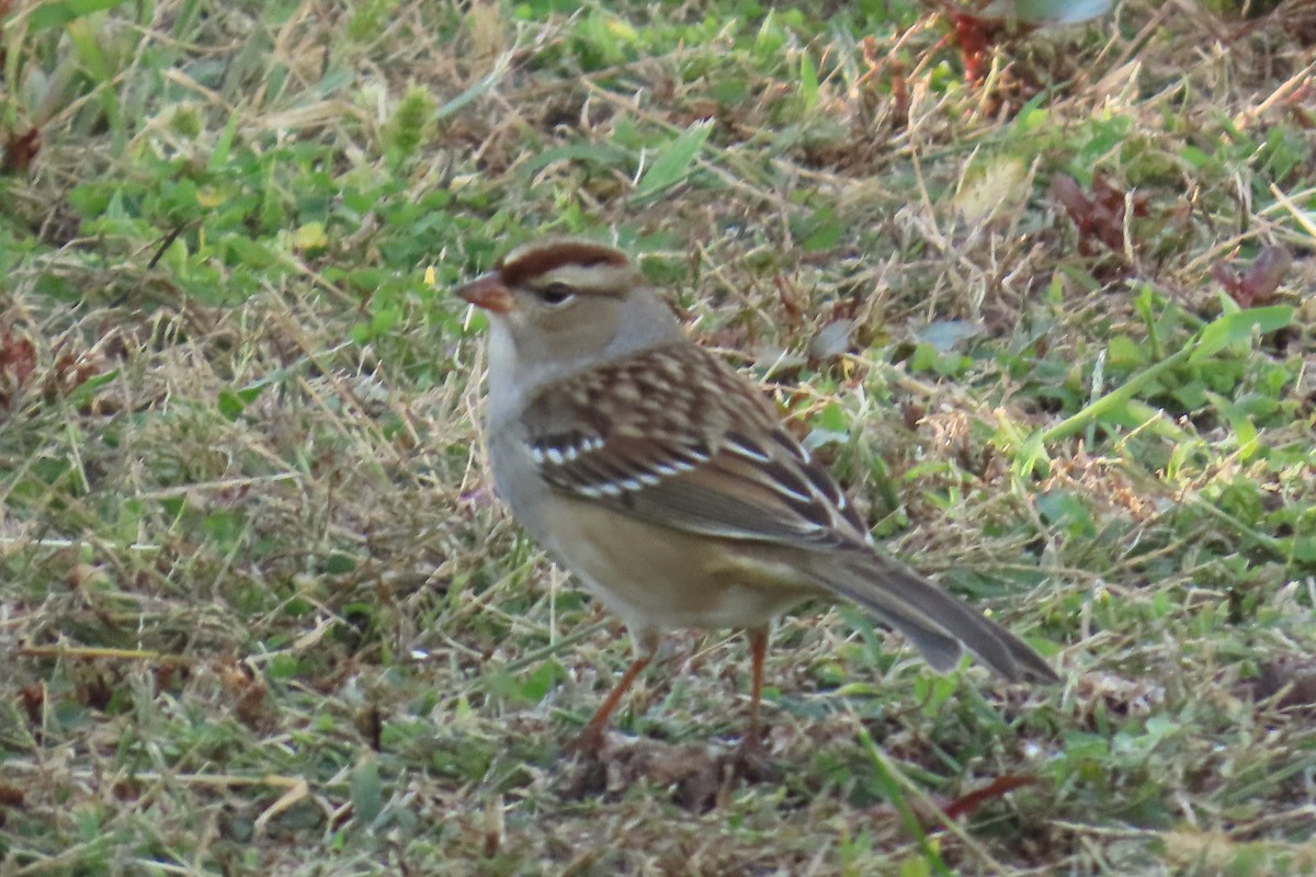 White-crowned Sparrow - ML643557533