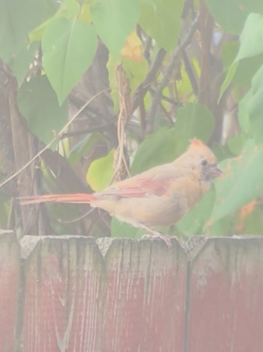 Northern Cardinal - ML643557535