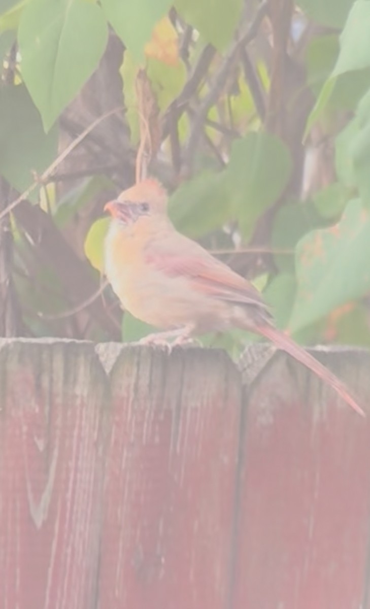 Northern Cardinal - ML643557536