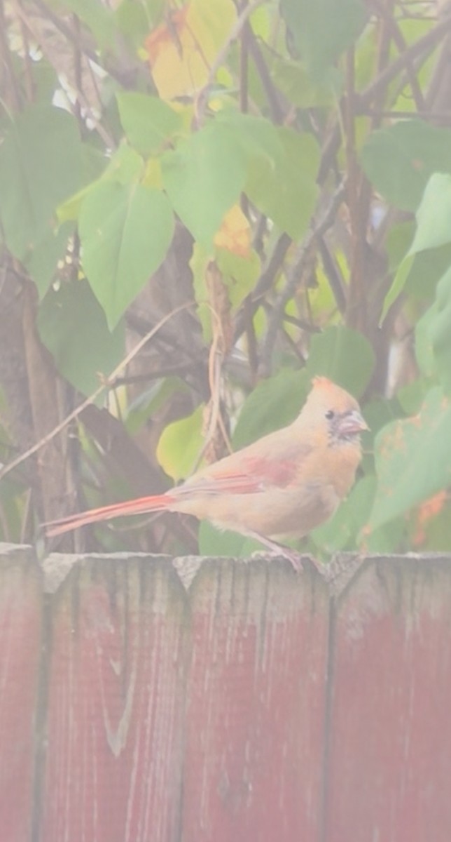 Northern Cardinal - ML643557537