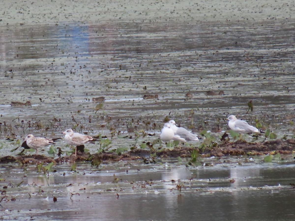 Ring-billed Gull - ML643557538