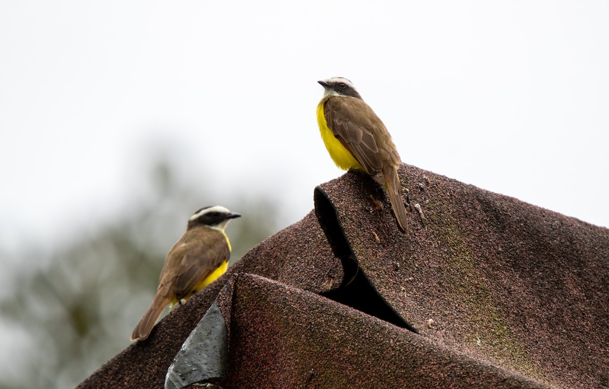 Rusty-margined Flycatcher - ML643557540