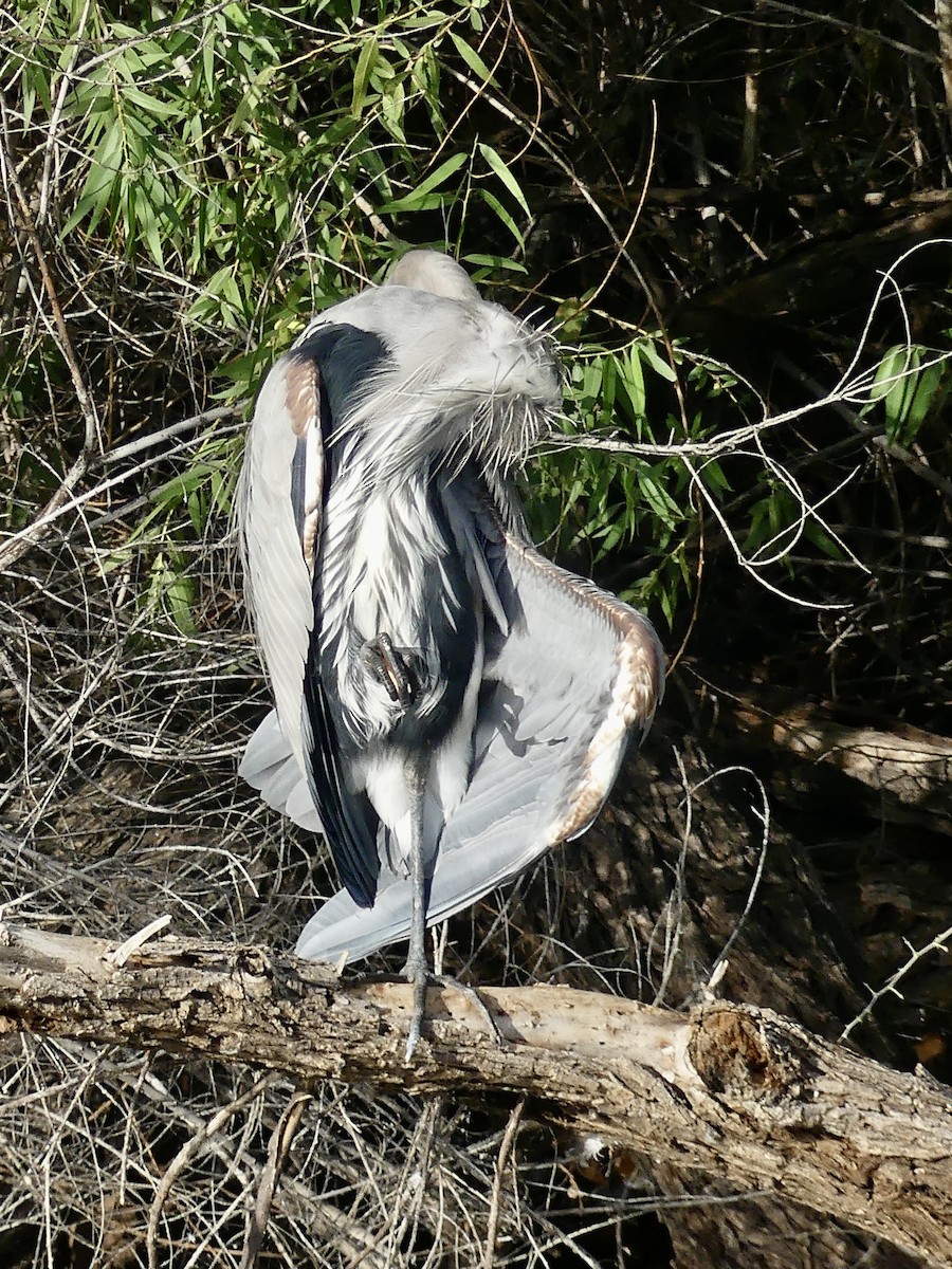 Great Blue Heron - ML643557541