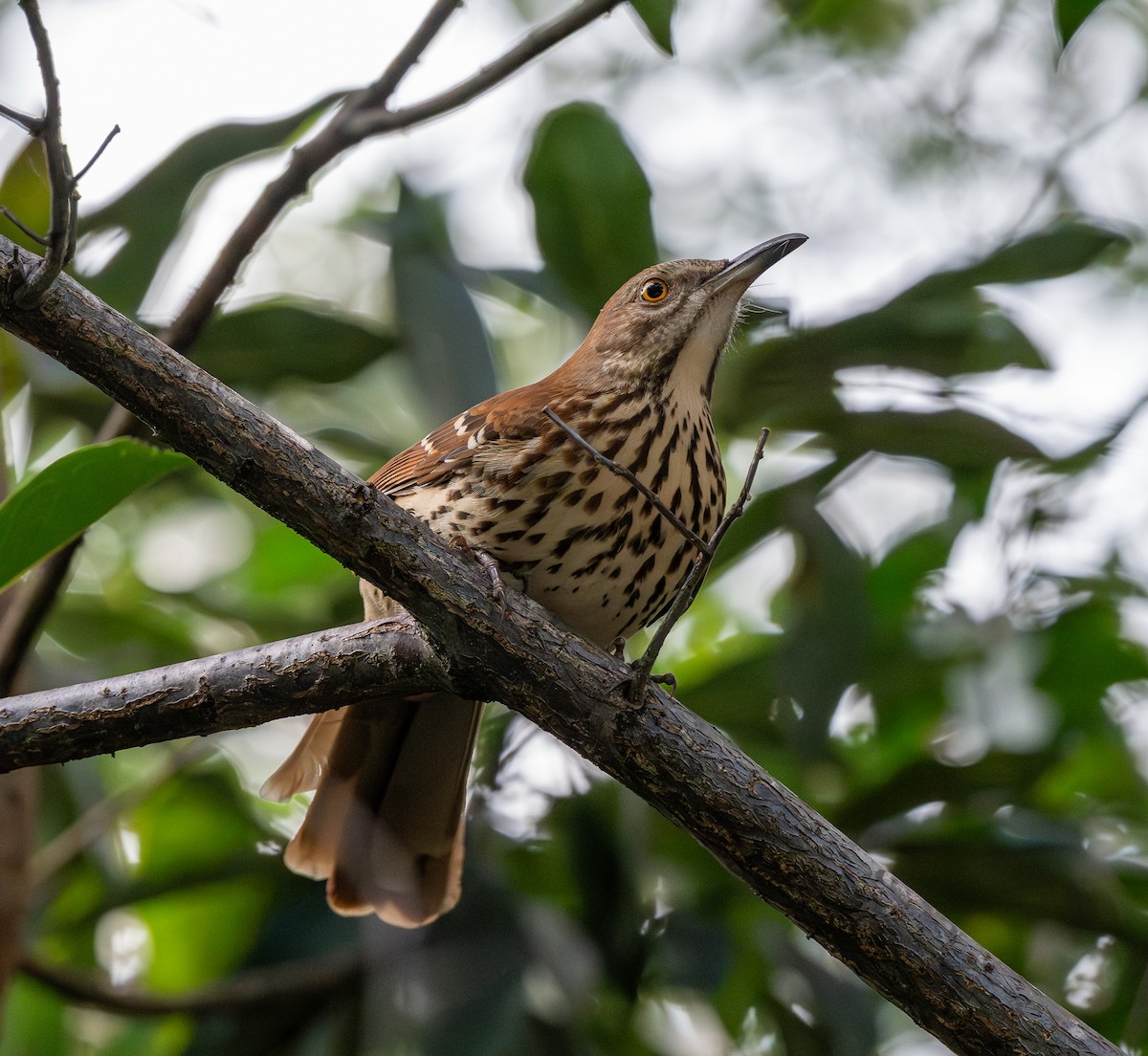 Brown Thrasher - ML643557543