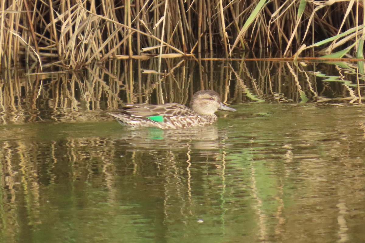 Green-winged Teal - ML643557545