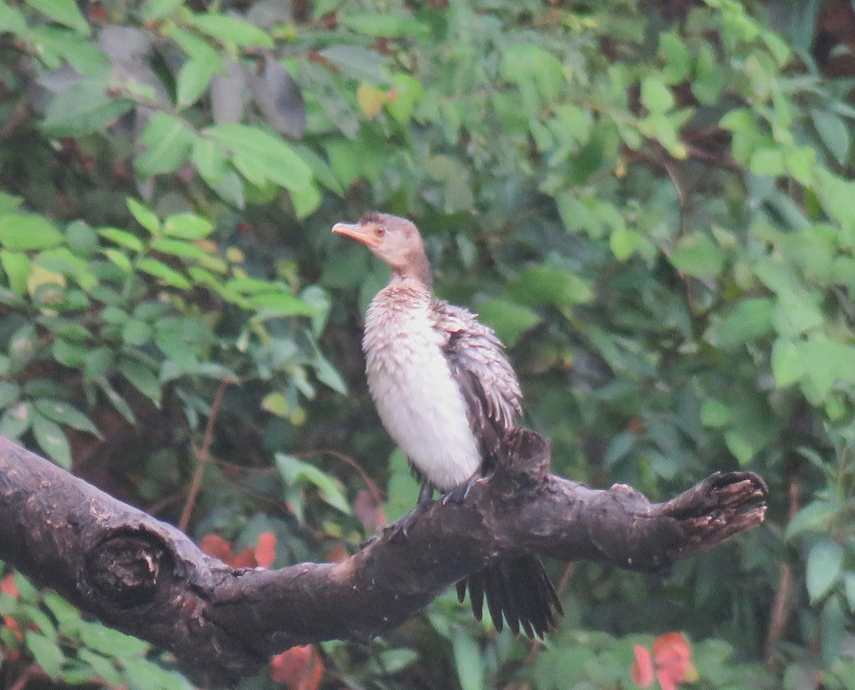 Reed Cormorant - ML643557557