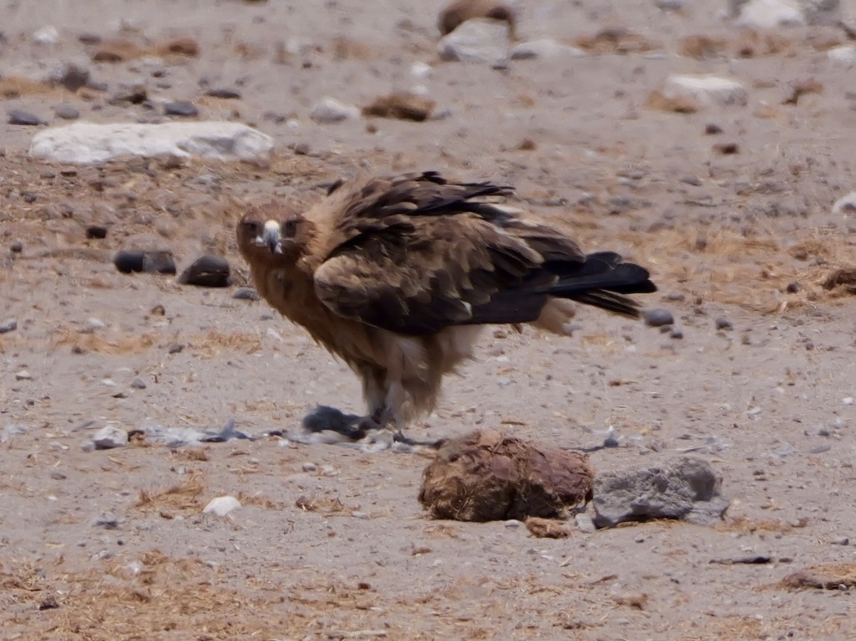 Tawny Eagle - ML643557559