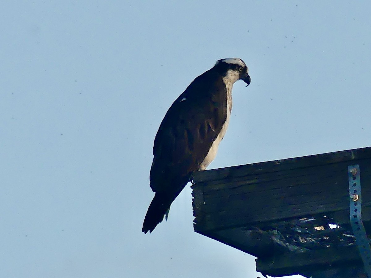 Osprey - ML643557570