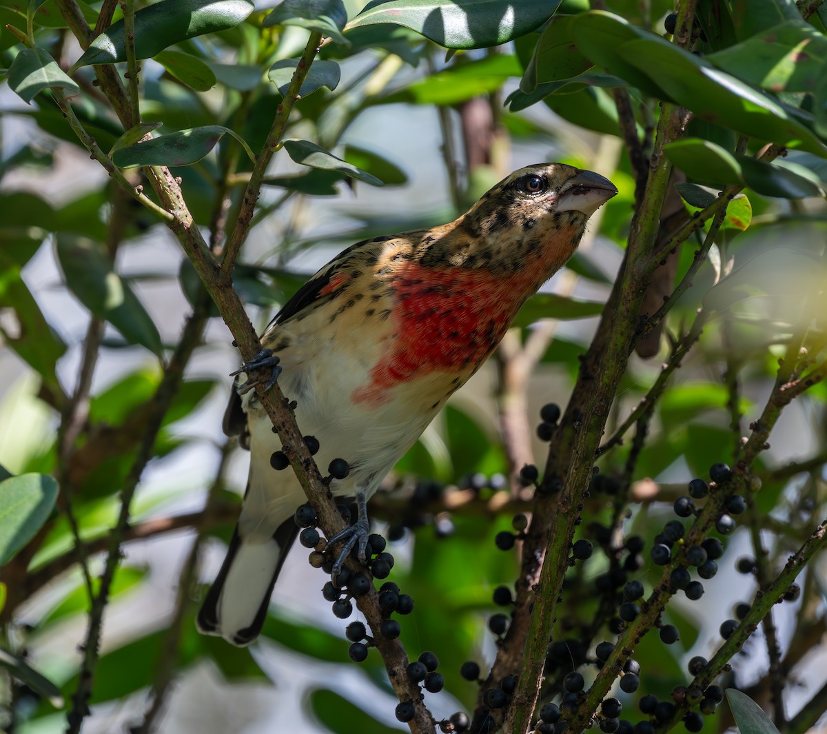 Rose-breasted Grosbeak - ML643557573