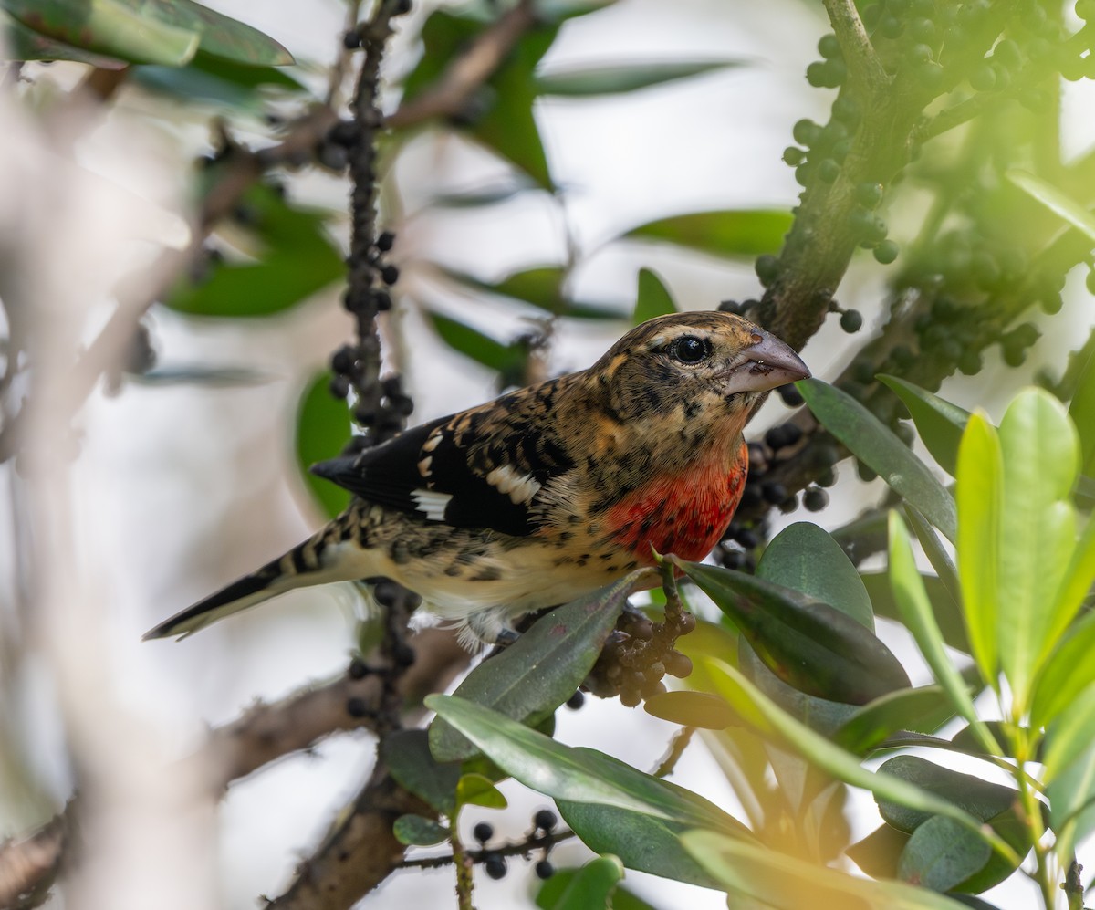 Rose-breasted Grosbeak - ML643557574