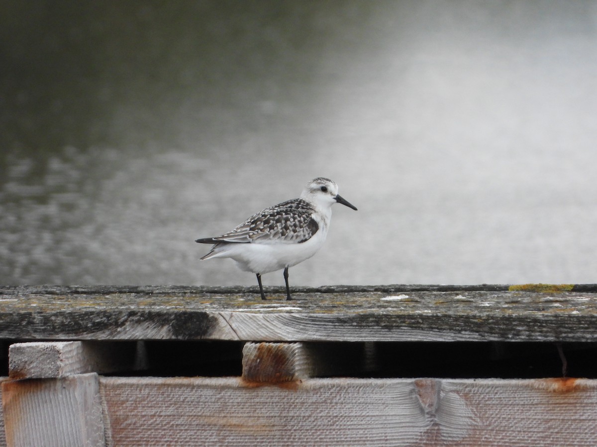Побережник білий - ML643557643