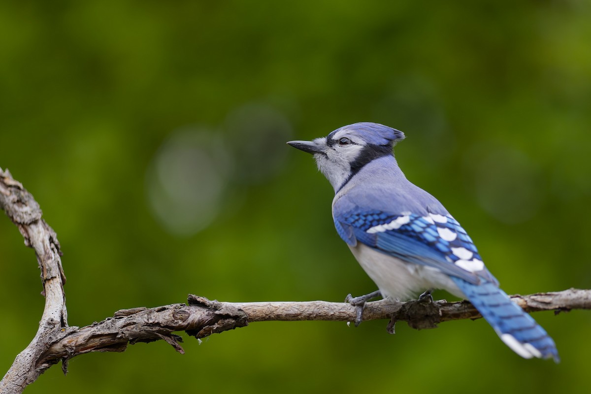 Blue Jay - ML643557646