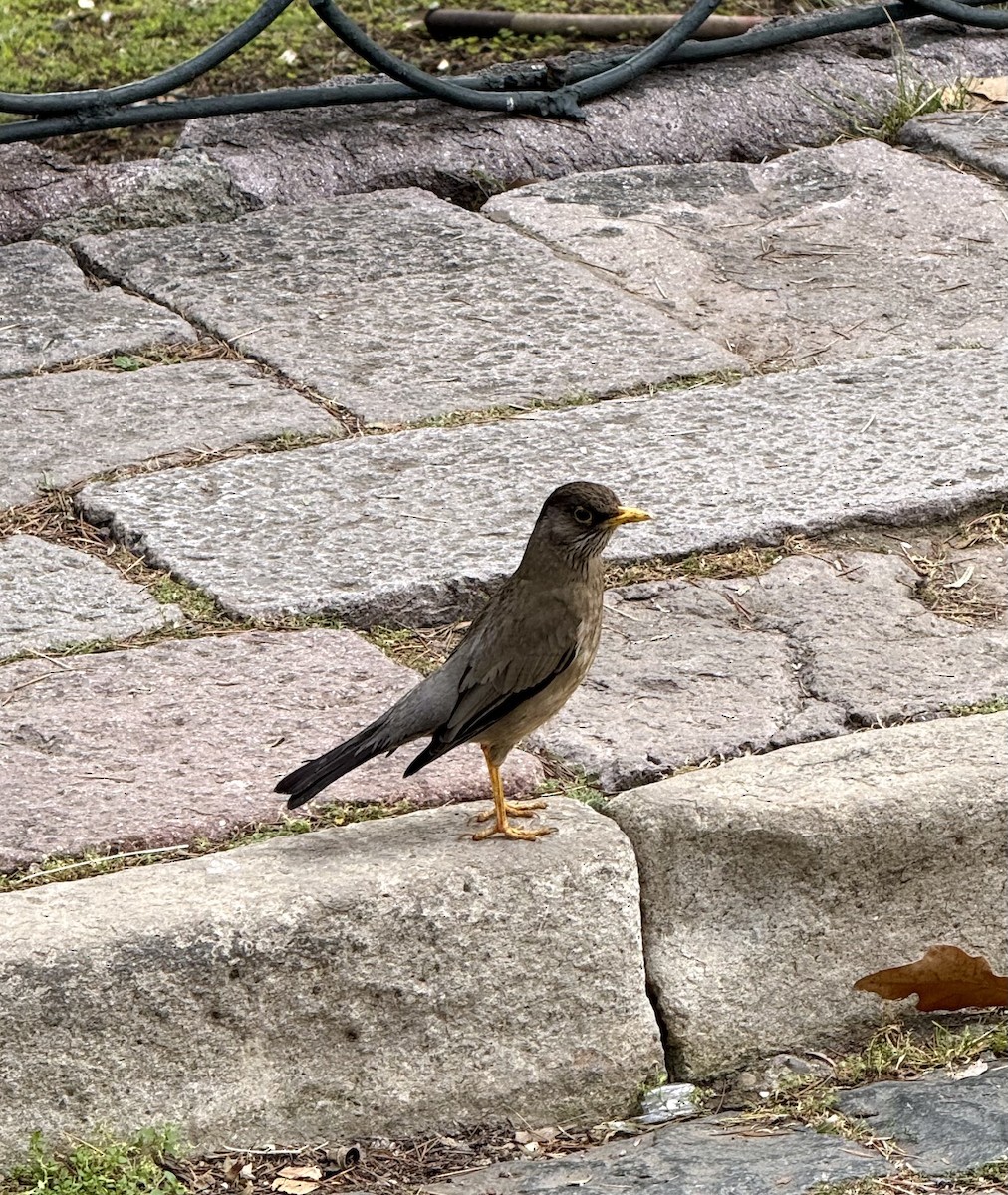 Austral Thrush - ML643557674