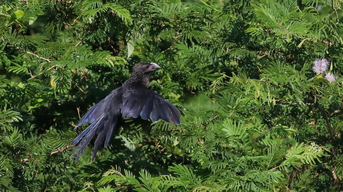 Smooth-billed Ani - ML643557682