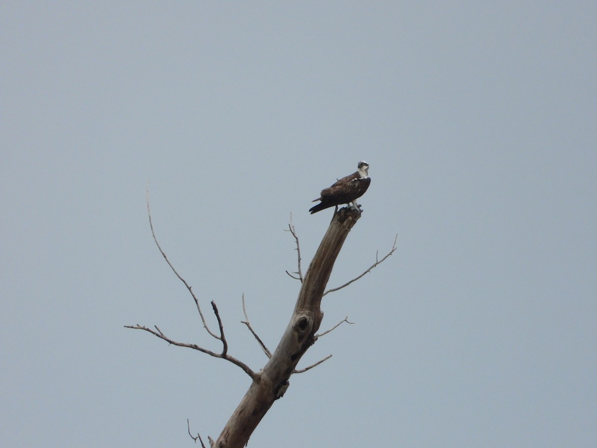 Osprey - ML643557702