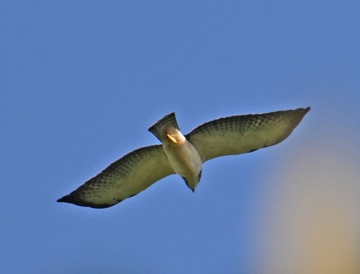 Short-tailed Hawk - ML643557716