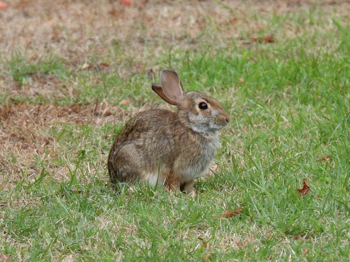 Eastern Cottontail - ML643557717