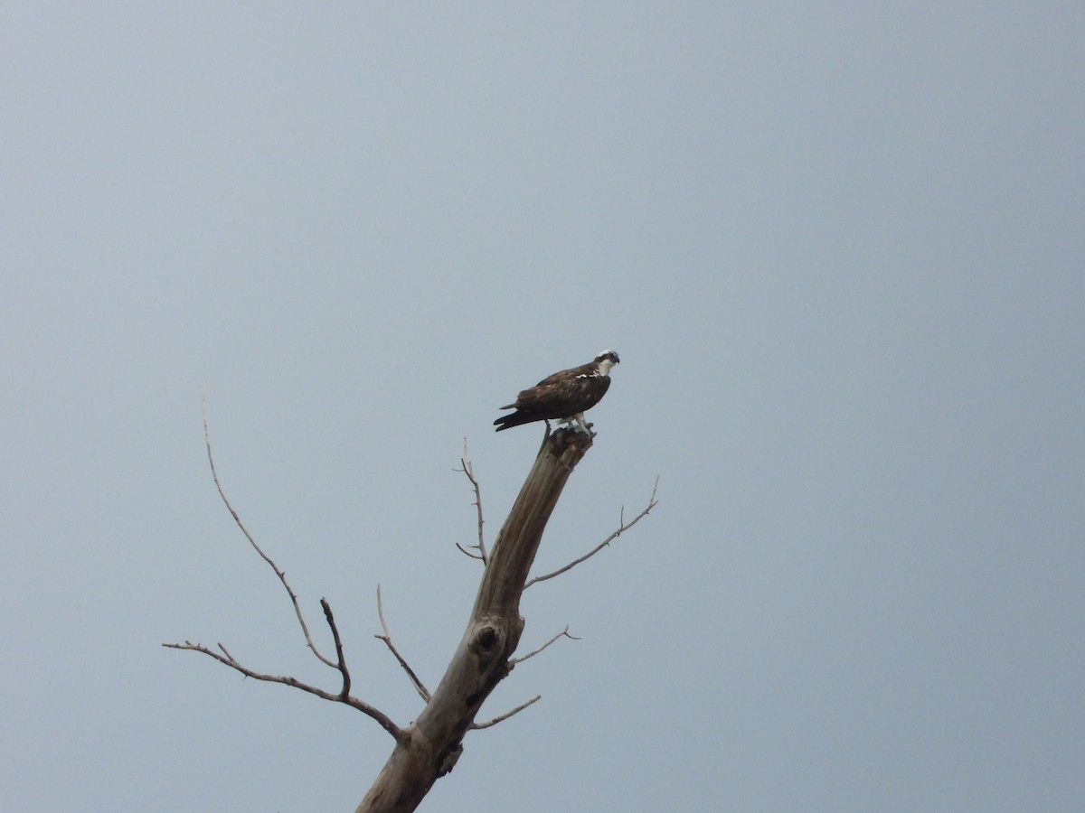 Osprey - ML643557723