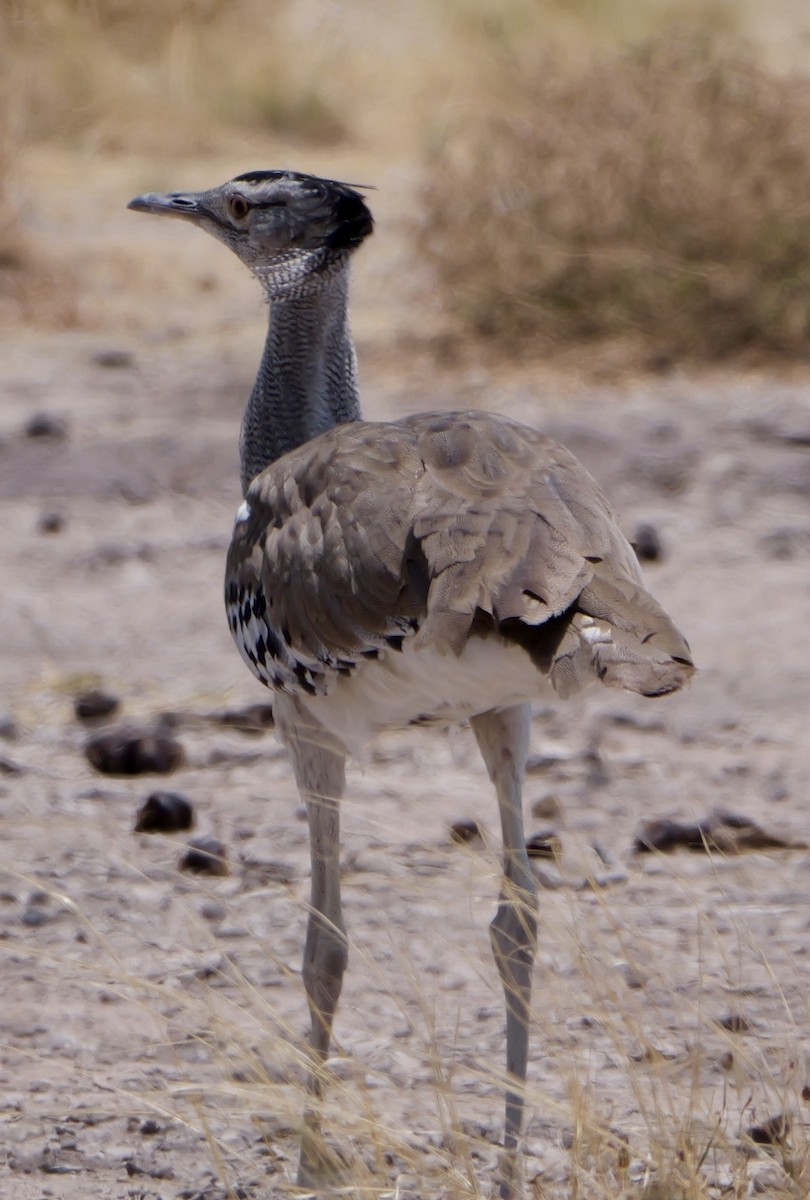 Kori Bustard - ML643557725